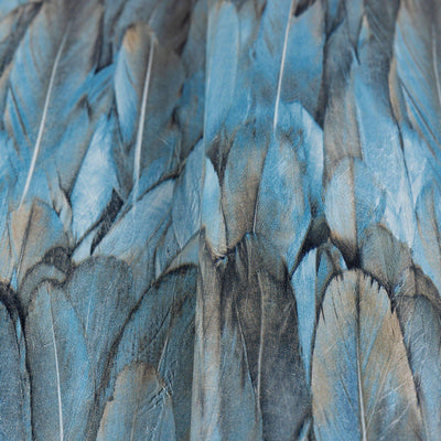 Blue Feathers Pattern Embossed Wallpaper, Tropical 3D Textured Birds Wallcovering - Walloro High End Wallcoverings & More